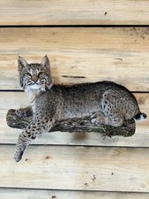 Beautiful North American bobcat mount.No reserve
