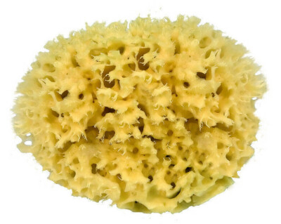 Badeschwamm Naturschwamm Duschschwamm aus dem Mittelmeer 11cm Croll & Denecke