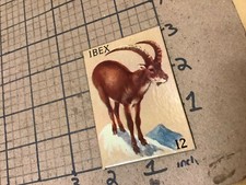 circa 1940's Original Vintage Paper on board Animal card 2x3 -- IBEX