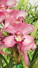Cymbidium Barrita Brilliance  Candy  . 5" Pot