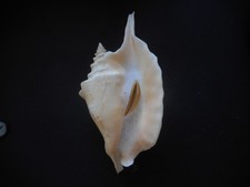 Strombus gallus,Stunning!With operculum!