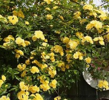 Lady Banks Yellow Climbing Rose - Live Plant - (