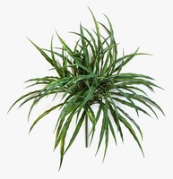 Artplants Deko Schilfgras Kathalea Auf Steckstab, Crossdoor, GrüN, 35Cm