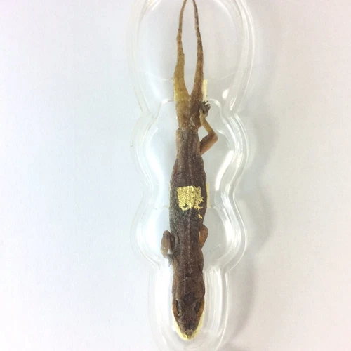 Jing Jok 2 Tail Thai Amulet Magic Wealth Luck Success Charm Powerful Spiritual - Picture 3 of 8