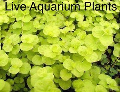 #ad *BUY 2 GET 1 FREE* Golden Lloydiella Creeping Jenny Lysimachia nummularia Aurea✅ $8.99