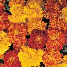 Marigold French Dwarf Double Mixed Colourful Flower Seeds Grow Your Own Bedding
