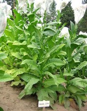 1000 Hava a Z992 Tobacco Seeds  Heirloom Non-GMO Nicotiana Tabacum Fast Growing