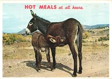 USA Hot Meals at All Hours Mother and Child Donkey Feeding Vintage Postcard