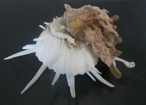 Spondylus Imperialis 98 mm F++/+++ collectible specie w/ natural attacment WOW - Picture 1 of 4