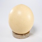 Ostrich Egg on Tribal Carved Stone Base Ring Stand