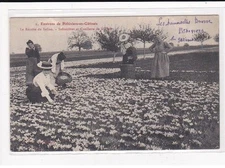 PITHIVIERS : La récolte du Safran, Safranières et cueillette de la Fleur - t
