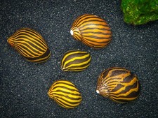 Assorted Nerite Snails Neritina sp 