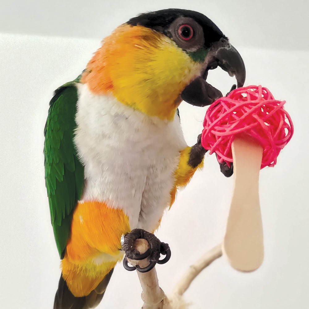 6x Colourful Popsicle Sticks Parrot Foot Toys Macaw Amazon African Grey Cockatoo