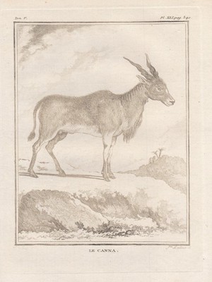 antelope Antilope Le Canna Kuhantilope Afrika engraving Kupferstich Buffon 1780