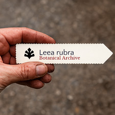 Leea rubra | Red Leea | 100 SEEDS -  - SEMI Leea rossa | Agrifoglio delle Indie