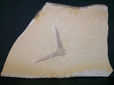 Große Schwanzflosse von Caturus (?) 15cm Fossil Solnhofen Plattenkalk 40x25cm