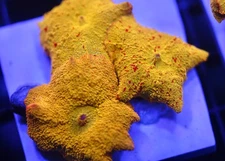 DIYreefer Live Coral WYSIWYG Poletti Jawbreaker 3 LG Polyp Colony red in all 3