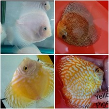 Pack of 4 Live Discus Fish 3.75" - 4" Vibrant Aquarium Fish Overnight Ship