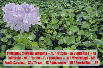5 Water Hyacinth Pond Plant Floating Live READ DESCRIPTION