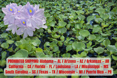 #ad 5 Water Hyacinth Pond Plant Floating Live READ DESCRIPTION $22.00