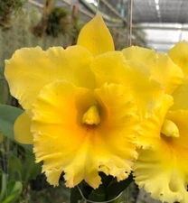 Cattleya Rlc Siam Parade 'Lemon Field' Live Orchid Plant 3B43