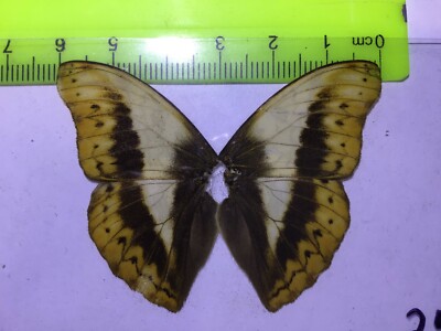 UAB 25 A+/ A  Cymothoe herminia  MALE LAST ONES CLOSE OUT SALE