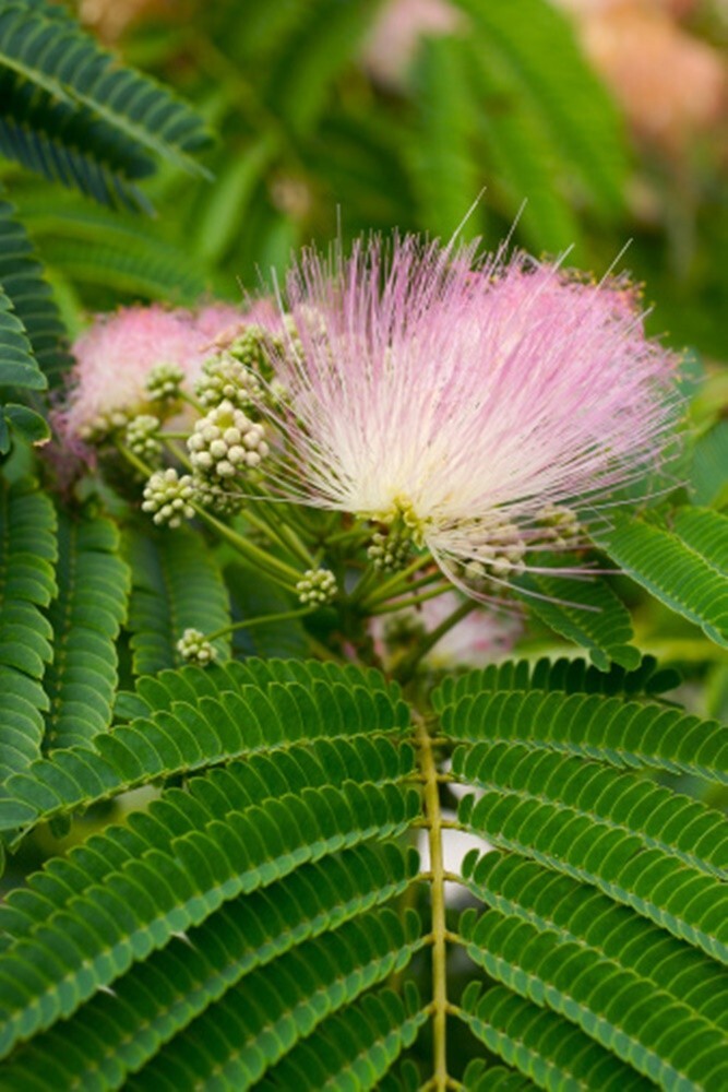 Albizzia julibrissin (Silk Tree) - 20 seeds
