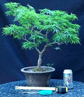 Gorgeous Mikawa Yatsubusa Japanese Maple Bonsai Tree-Big 1" Trunk-Cool Tree!