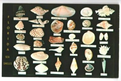 Postcard Florida Sea Shells Courtesy Dodson's Shell Shop