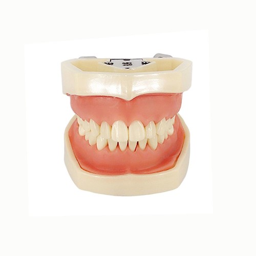 Dental Teaching Practice Preparation Tooth Mold Removable Adult Child Teeth - Picture 16 of 36