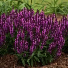 50 Bumbleberry Salvia Seeds Flower Seed Perennial Flowers 601 US SELLE Butterfly