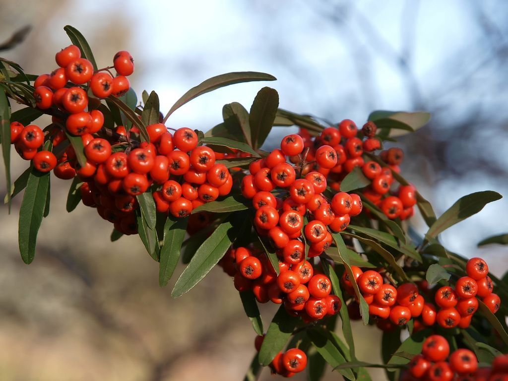 Piracanta Rossa (Pyracantha Coccinea) - Pianta Da Siepe Sempreverde In Vaso ø16cm, H.120-150cm - Foto 12