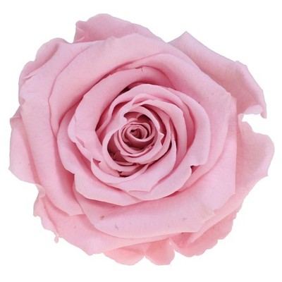 Infinity Rose L Ø5cm konserviert stabilisiert haltbar Rosenkopf ewige Rosenblüte