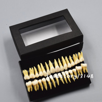 28 Pcs 1:1 Permanent Teeth Demonstration Teach Study 7008 Dental Model