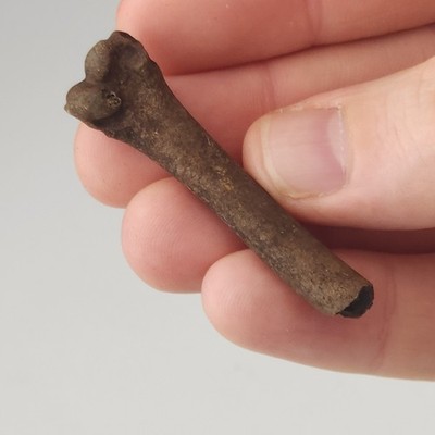 Avian Fossil Limb Bone - Bird - North Florida - Dinosaur - Pleistocene Ice Age