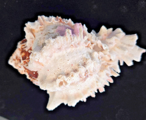 Large 5” Pink Mouth Murex Sea Shell Chicoreus Spiny Ocean Coastal Beach Decor