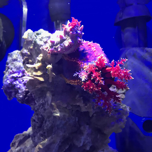 Acondicionador de agua dulce y salada Seachem Prime - Removedor químico y desintoxicante - Imagen 5 de 12