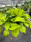 Foto 8 di 8