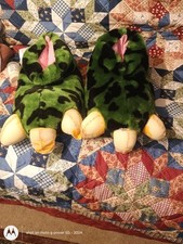 Vintage Tyranno Toes Brute Boots Battery Operated Dinosaur Slippers 1989 Urkel