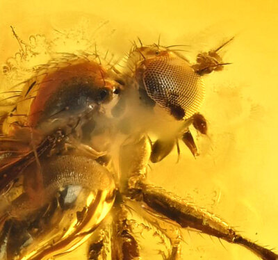 Amazing Eye Facets! Microphoridae (Fly), Fossil Inclusion in Baltic Amber