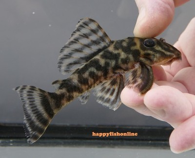 MASSIVE TROPHY SIZED L199 COLOMBIAN ZEBRA PLECO! BIG LIVE FISH WC