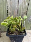 Venus Flytrap Giant I3 -  Carnivorous Plant - Rare🔥🔥🔥 — photo 9