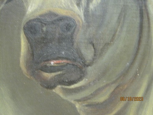 Antique Original Art Oil Painting on Canvas white Brahma Bull - Picture 3 of 8