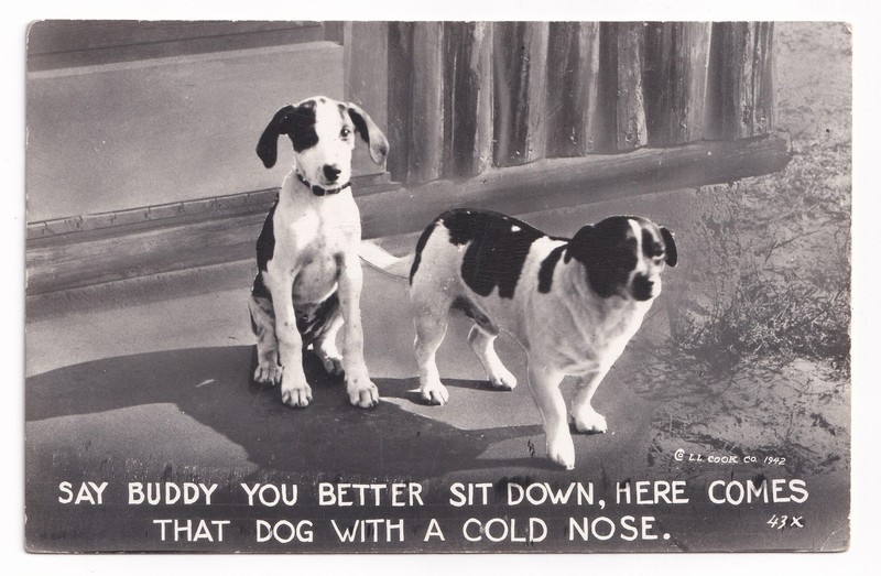 Vintage RPPC L.L. Cook Dogs Say Buddy Sit Down Black White Postcard 40s