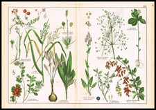 1887 Botanical Chromolithograph – Cranberry, Blueberry, Rice & Autumn Crocus