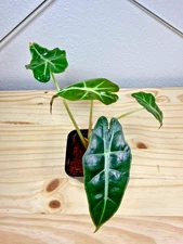 Alocasia - Polly - Exact Live Plant  2” Pot - #001