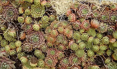 SEEDVILLE USA 25 MIXED HENS & CHICKS Chickens Succulent (Live Forever) Sempervivum Flower Seed