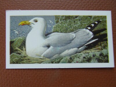 GB Brooke Bond ''Wild Birds in Britain'' 1973 Reprint Teekarte Nr44 Heringsmöwe