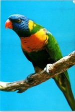 Rainbow Lorikeet, Found in Flocks Through-out Eastern Australia Postcard