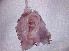 Silicone movie prop severed ear gore horror spfx spx film quality ripped off ear